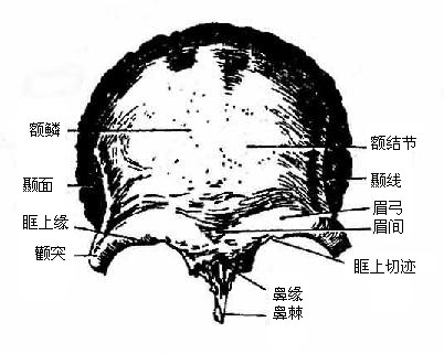 额骨(前面)