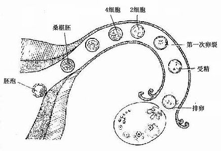 排卵、受精与卵裂过程 