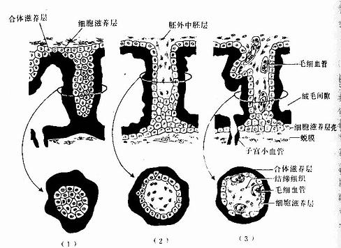  绒毛干的分化发育 