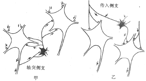 两类突触后抑制