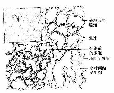  妊娠期乳腺左上示的初乳中的脂滴和初乳小体