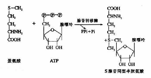 第七章氨基酸代谢