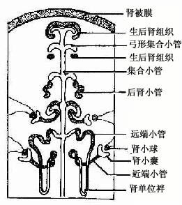  集合小管与肾单位的发生