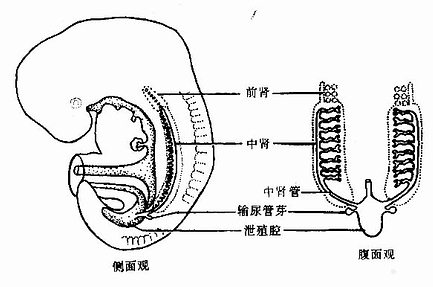 第5周人胚前、中、后肾的发育 