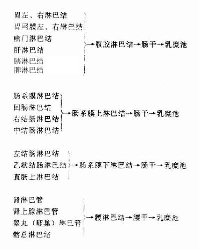 腹壁 腹前壁脐以上浅淋巴管→腋淋巴结(胸肌淋巴结 腹前壁脐以下浅