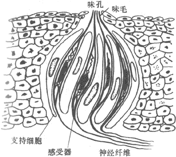 味蕾的结构