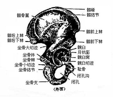 第三章骨及骨连接