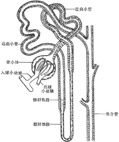 肾单位示意图