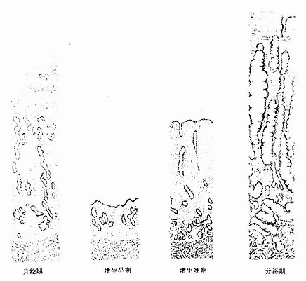 子宫内膜周期性变化示意图 