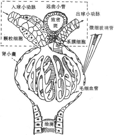 肾小球,肾小囊穿刺和近球小体示意图方框示近球小体