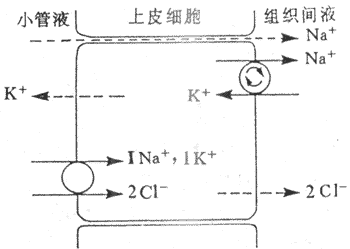 髓袢升支粗段继发性主动吸收CI-的示意图