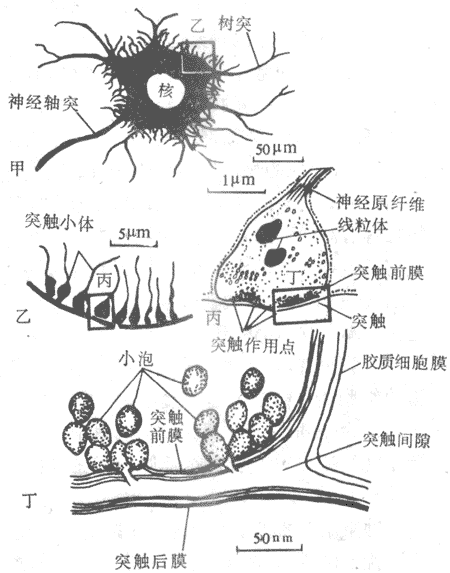 神经突触示意图