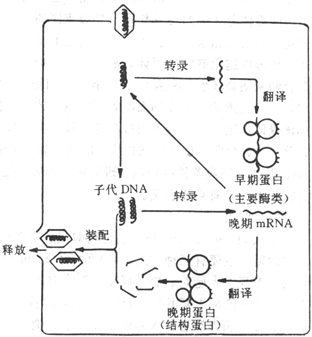 DNA病毒复制的主要步骤