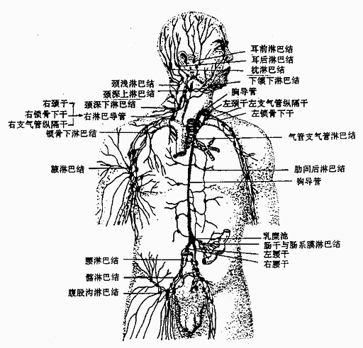 人体解剖学