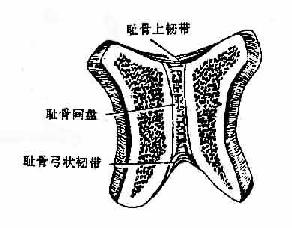 耻骨联合(冠状切面)