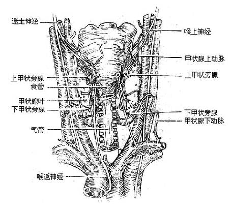 上,下甲状旁腺的位置(后面观)