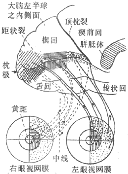 视网膜各部分投射到大脑皮层枕叶