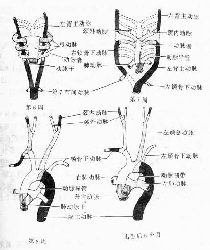  动脉干、动脉囊、弓动脉和背主动脉的演变