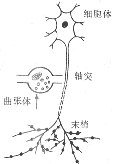 交感神经肾上腺能神经示意图