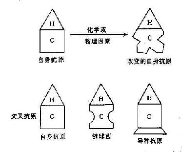 破坏T细胞对自身抗原的耐受性