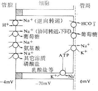 Na+转运与其他溶质转运之间的伴联关系