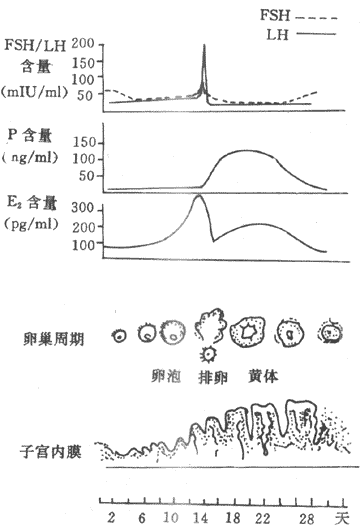 首页 基础知识 生理学