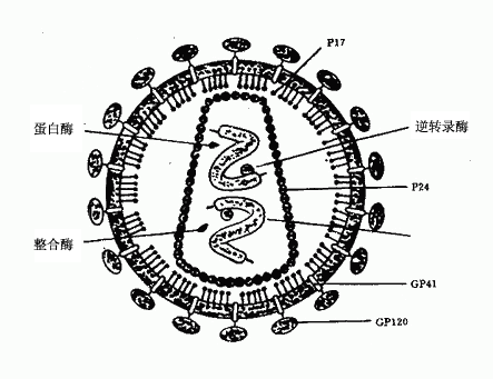 HIV结构示意图