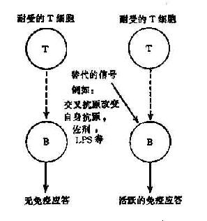 T细胞旁路活化机制