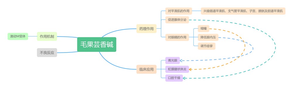 [思维导图]--传出神经系统-河南大学药理教研室