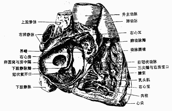 人体解剖学