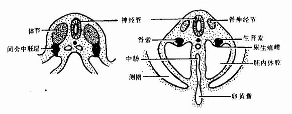 生肾索与尿生殖嵴的形成（第4周人胚横切） 