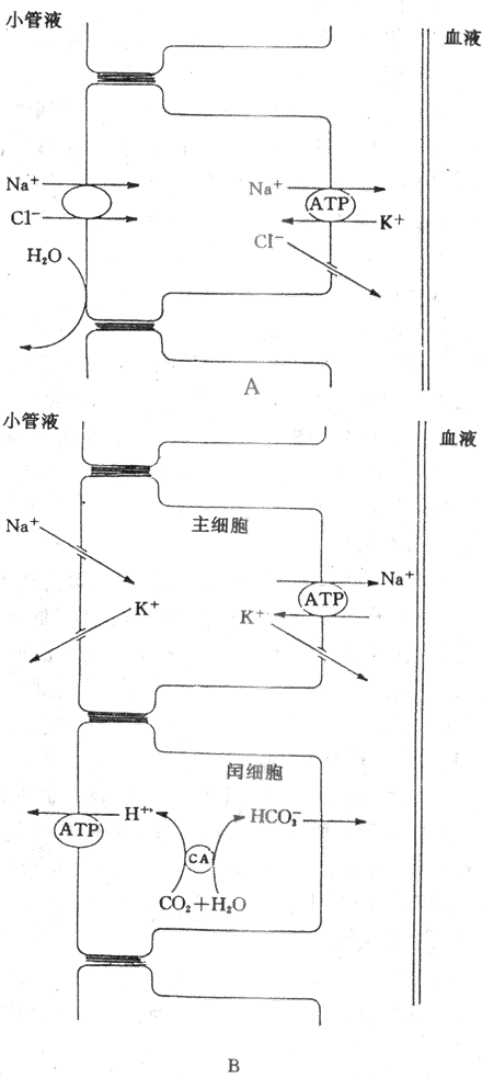 远球小管和集合管重吸收NaCI、分泌K+和H+的示意图