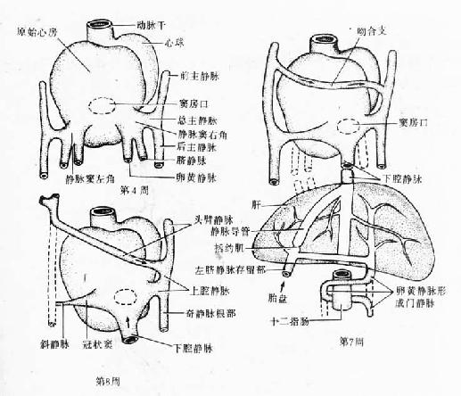 静脉窦及其相连静脉的演变（背面观） 