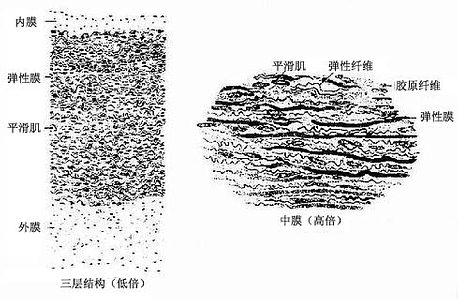 大动脉三层结构