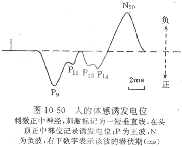 （三）脑诱发电位