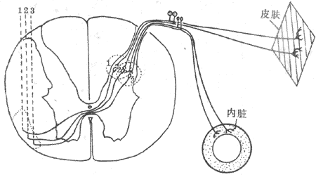 牵涉痛产生机制示意图