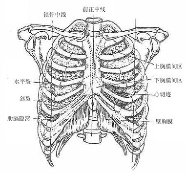 肺及胸膜的体表浅影(前面)