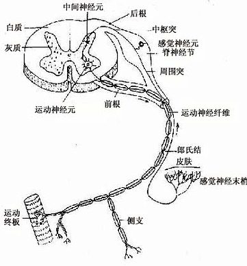 脊髓及脊神經,示三種神經元的關係