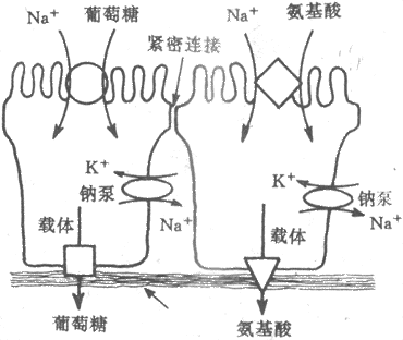 葡萄糖和一些氨基酸的继发性主动转运模式图