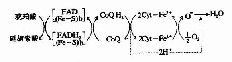 NADH氧化呼吸链