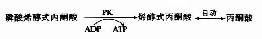 (二)糖酵解过程