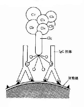 CIq示意图