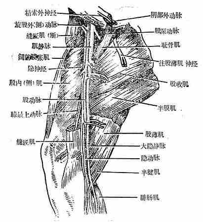 犬前臂头静脉图片