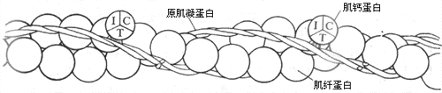 细肌丝的分子组成