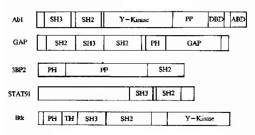 信号转导分子中的调控结合元件