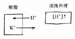 二、离子转移(一般在2~4小时完成)