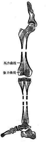 过渡型骨小梁示意图图片