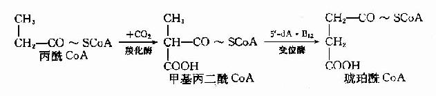 一、维生素B复合体