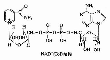 (一)尼克酰胺腺嘌呤二核苷酸(NAD+)或称辅酶I(CoI)。