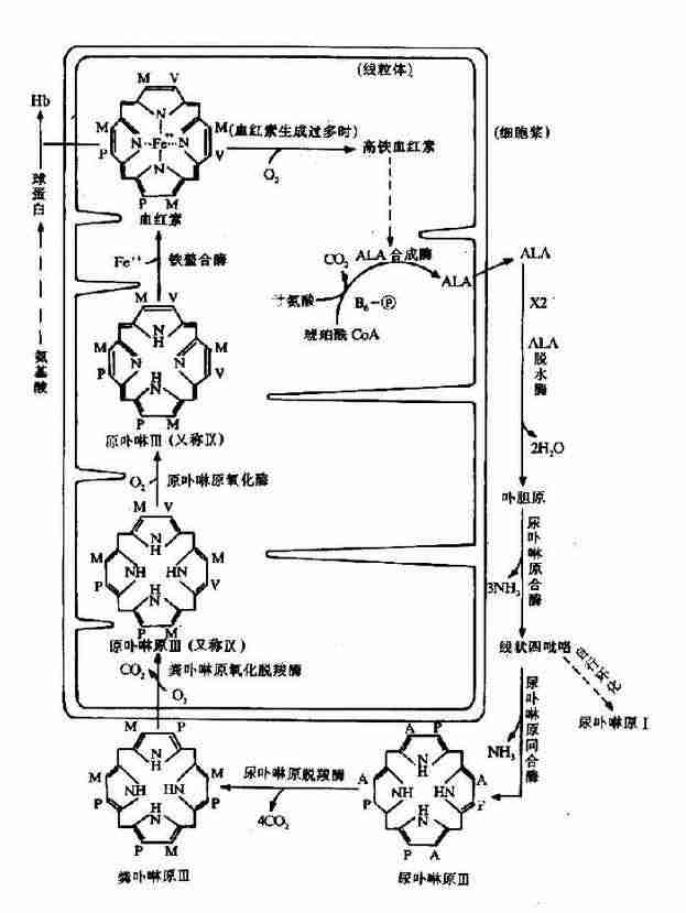 (一)血红素的合成通路(过程)